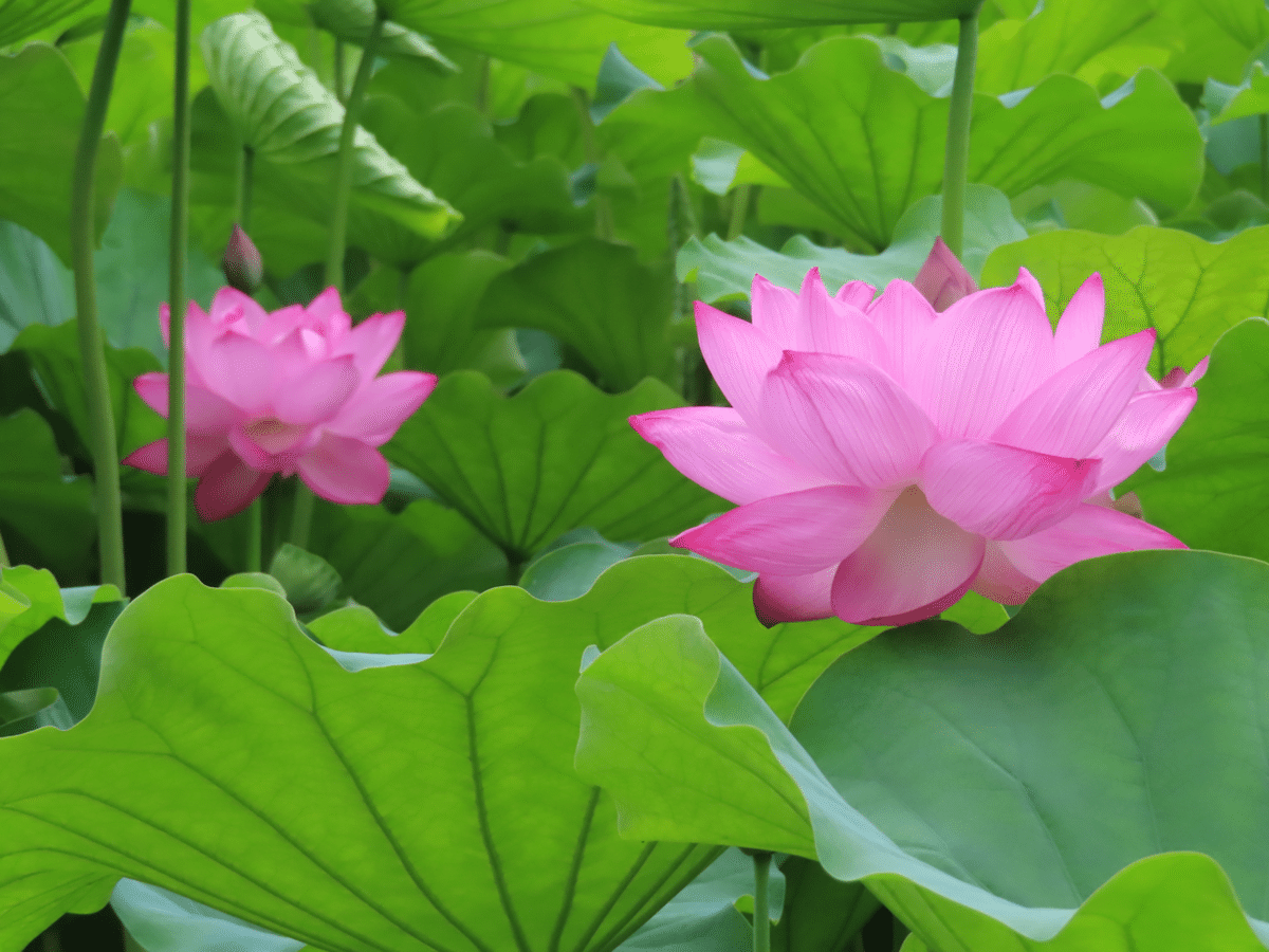 不忍池の蓮の様子（7月12日撮影）｜上野案内所