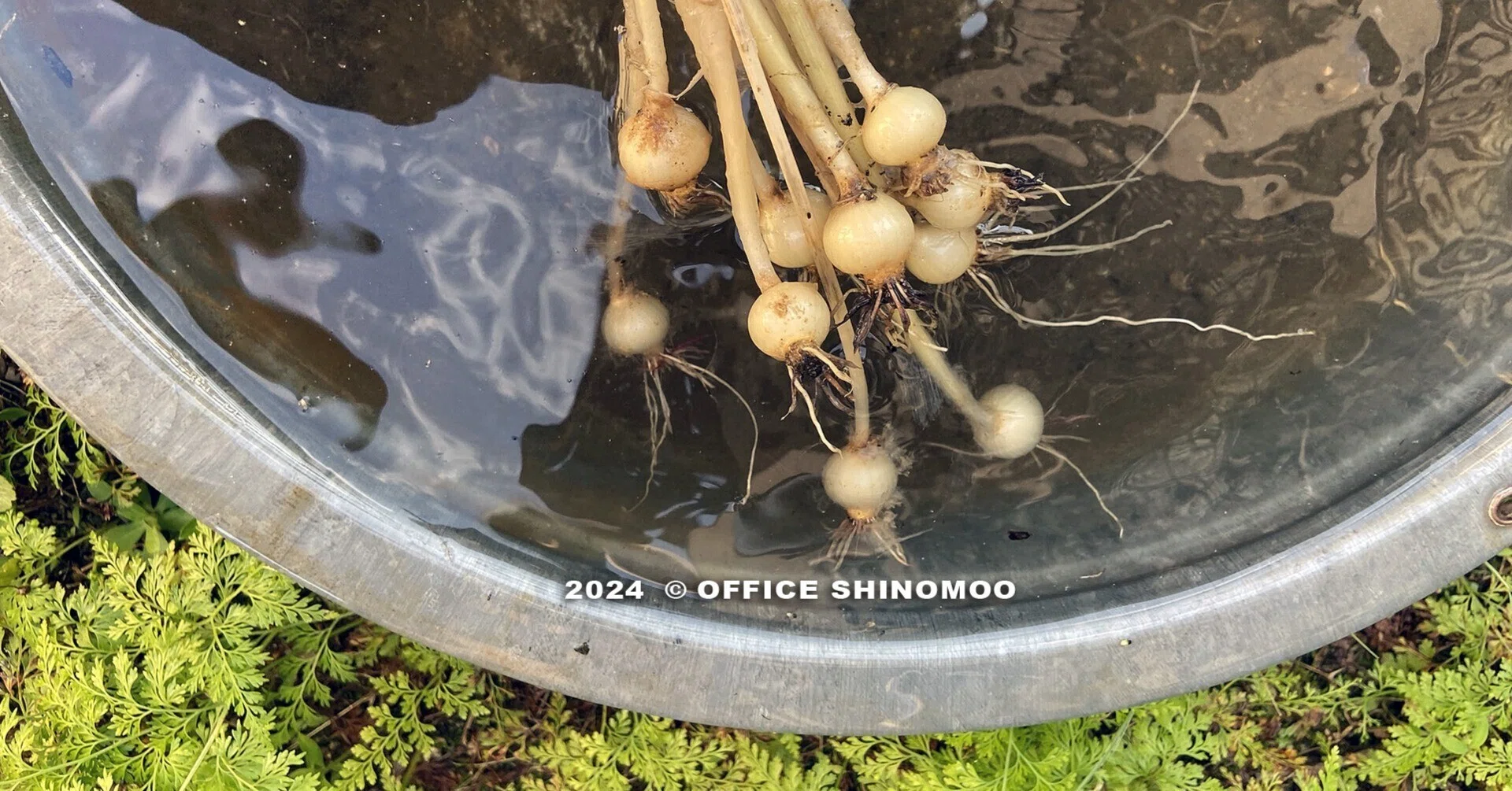2024jun. ノビル「球根」じたく｜オフィスしのも