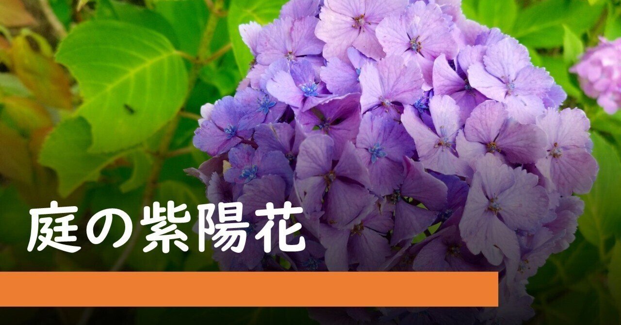 ヤトッチ 紫陽花の花びら 紫陽花】色の異なる庭の紫陽花｜hiroSTYLE