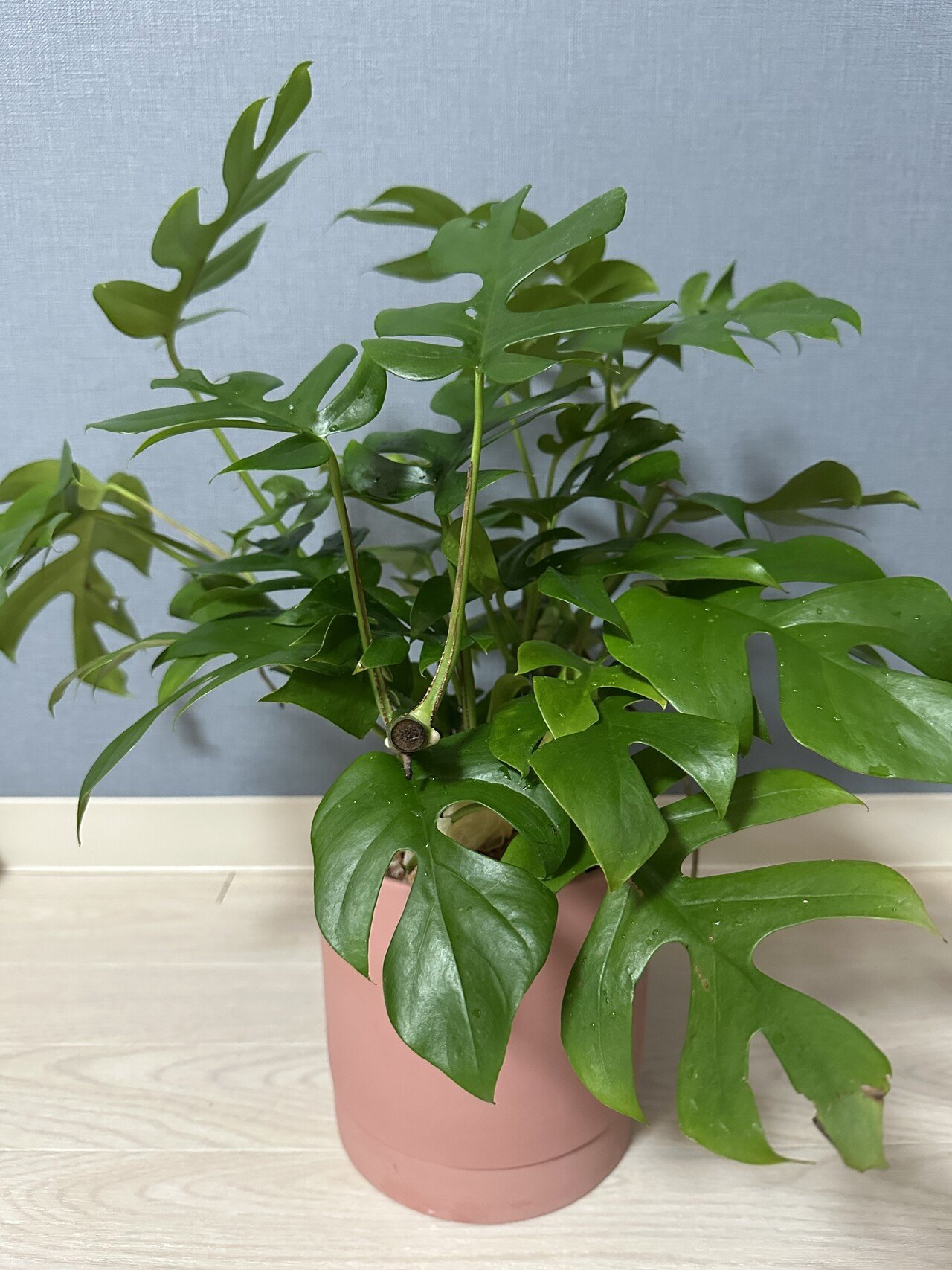 らんらんるー商品③コンパクトながら幹が木化しているアートなモンステラ うちの観葉植物🪴に「ヒメモンステラ」が仲間入りしました