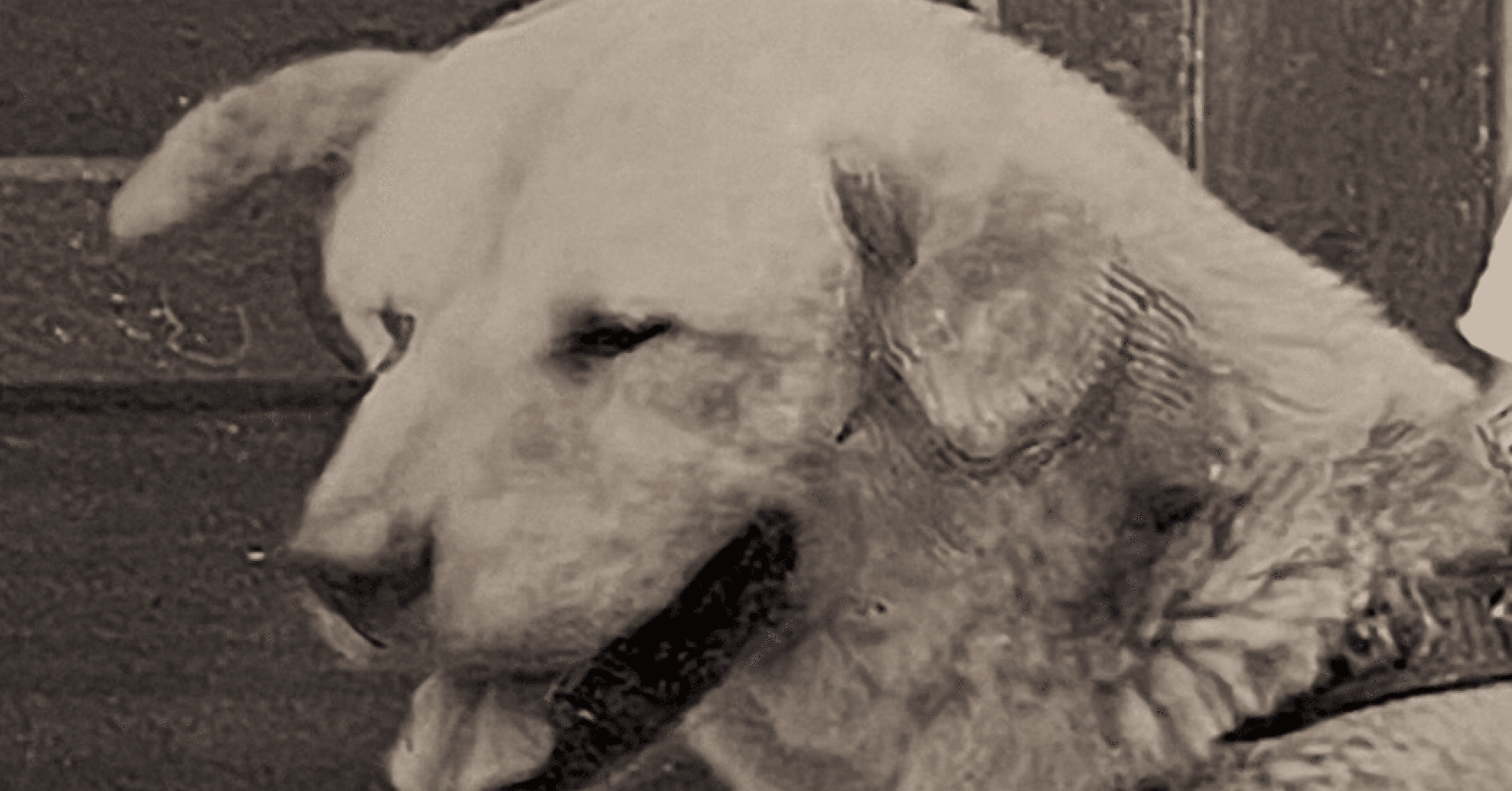 忠犬ハチ公像｜junjunn