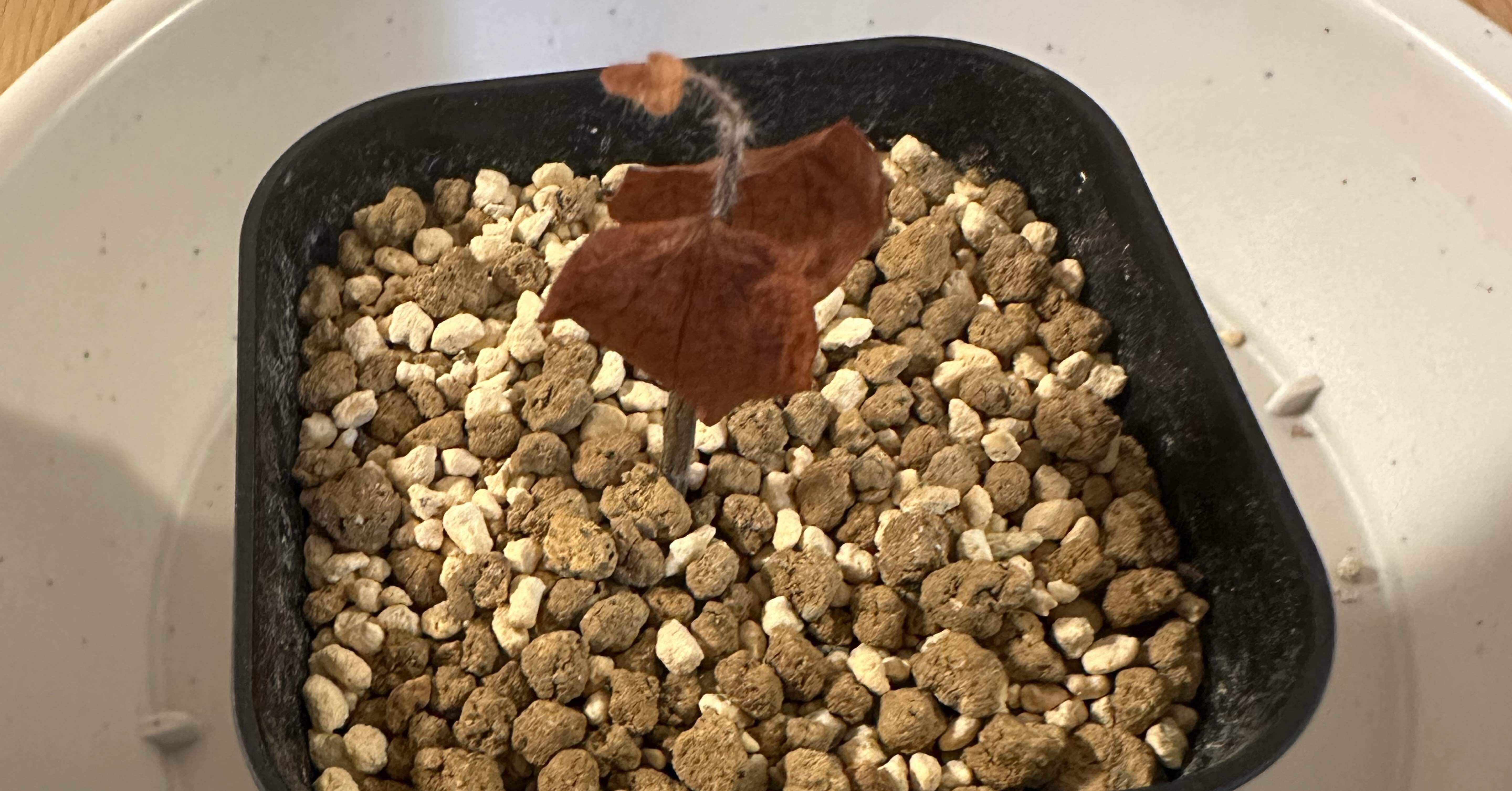 4fccff929c5a22ee0ea34d06b70ae4