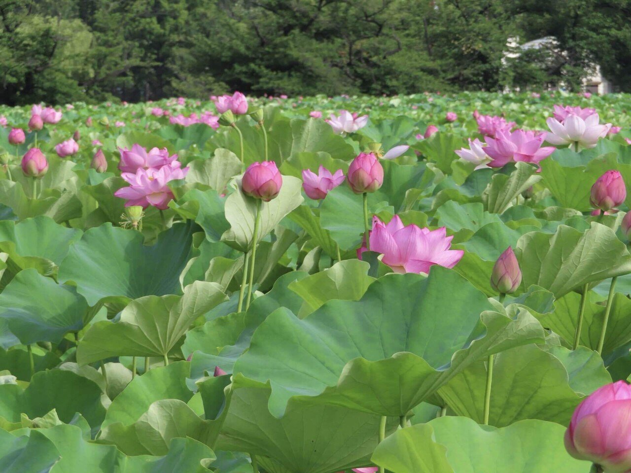 不忍池の蓮の様子（7月12日撮影）｜上野案内所