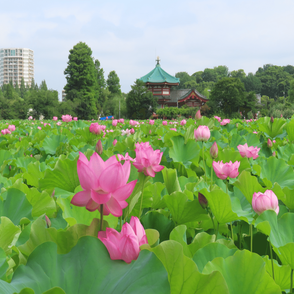 不忍池の蓮の様子（7月12日撮影）｜上野案内所
