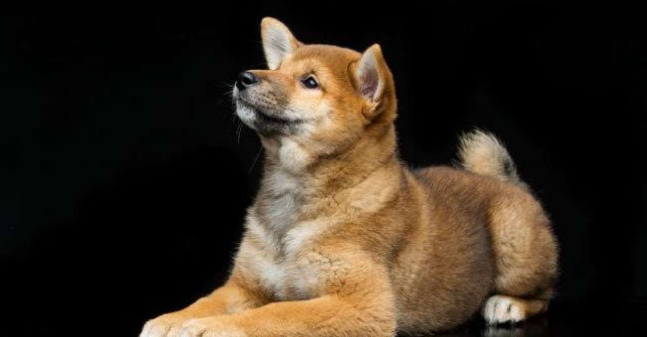 大人気 豆柴 しかしその裏には非情な現実が シスト 犬の心理学研究員 Note