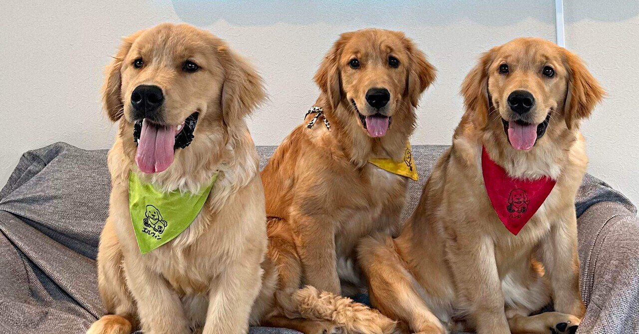 西日本最大級の大型犬ふれあいカフェがオープン】｜吉田凌基の福岡