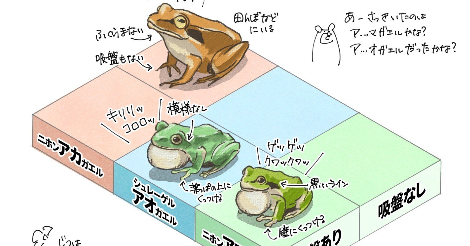 1字違いで別の種類になるカエルたち｜くますけ｜自然ガイド・クリエイター