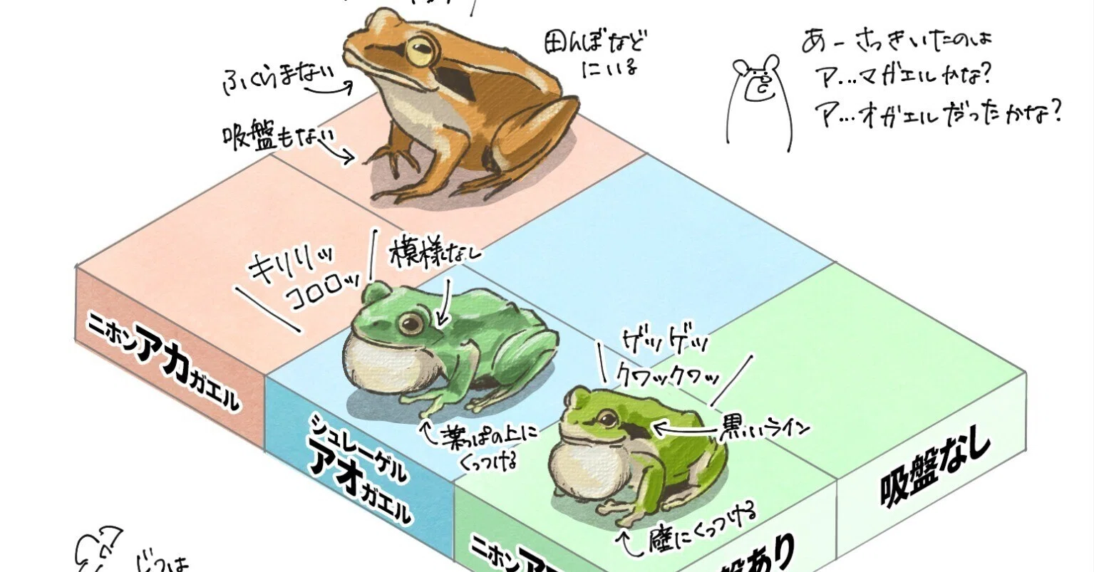 1字違いで別の種類になるカエルたち｜くますけ｜自然ガイド・クリエイター