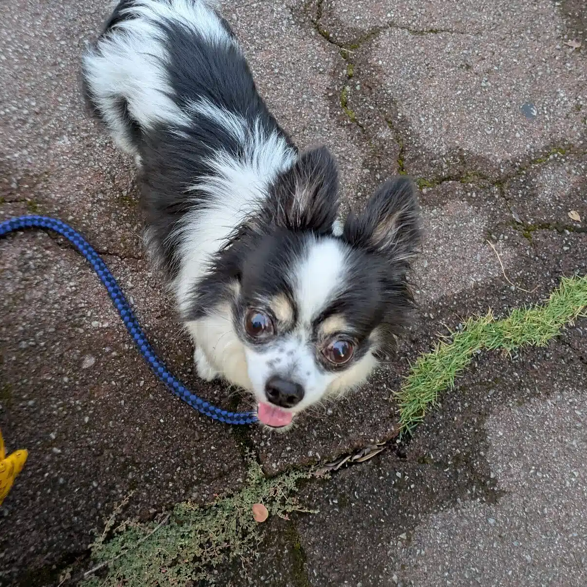 nori