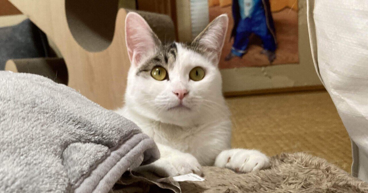 とんみ♡パリの街並みウィンドウショッピング猫ちゃん 寂しげな子猫とショッピングモール｜猫様とごはん