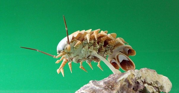 無脊椎動物の多様性と系統(節足動物を除く) (バイオディバー