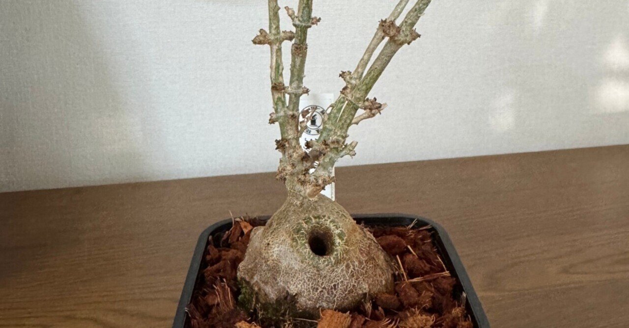 【アリ植物】伊藤蟻植物農園⭐︎ Hydnophytum. aff. ovatum アリ植物】伊藤蟻植物農園⭐︎ Hydnophytum. aff. ovatum - メルカリ