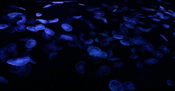 人魚姫｜殿