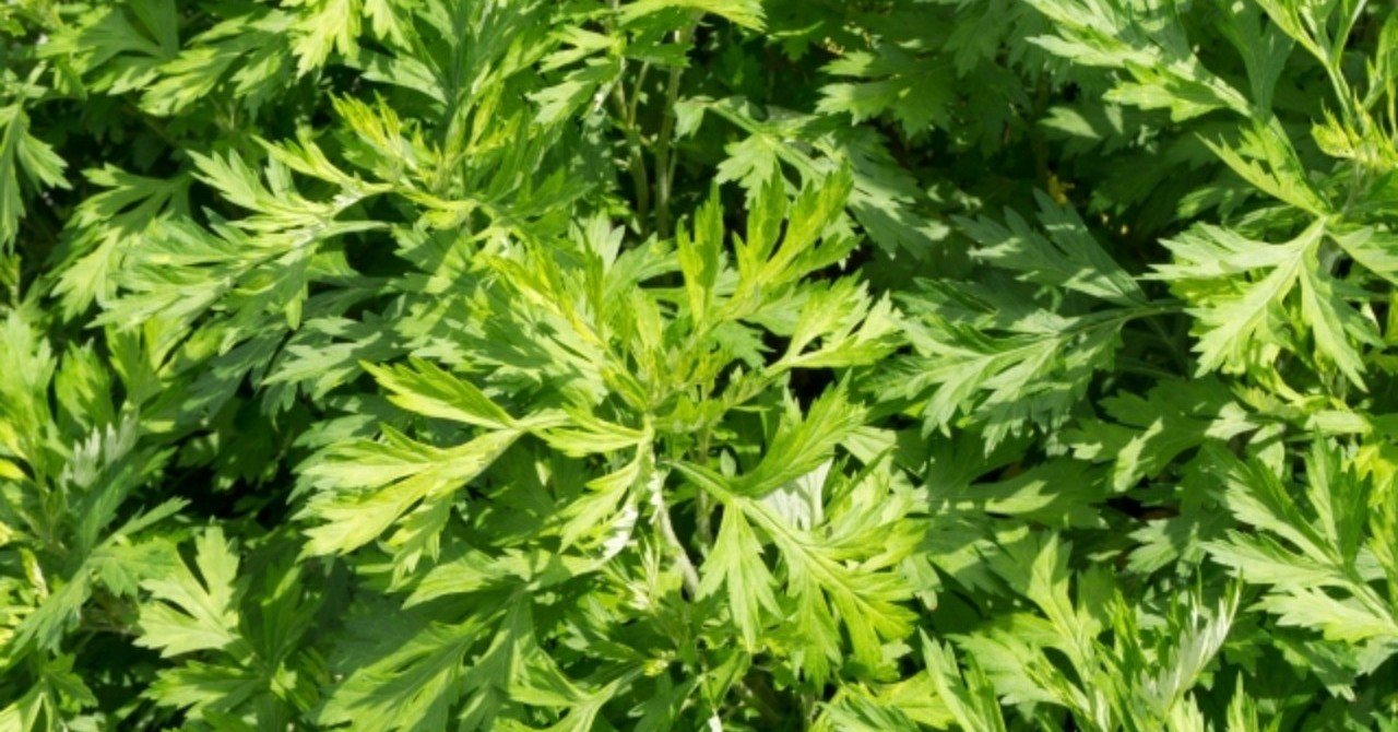 3月の薬湯 ヨモギ 丸山みき 薬膳ハーバリスト Note 3月の薬湯 ヨモギ 丸山みき 薬膳ハーバリスト Note
