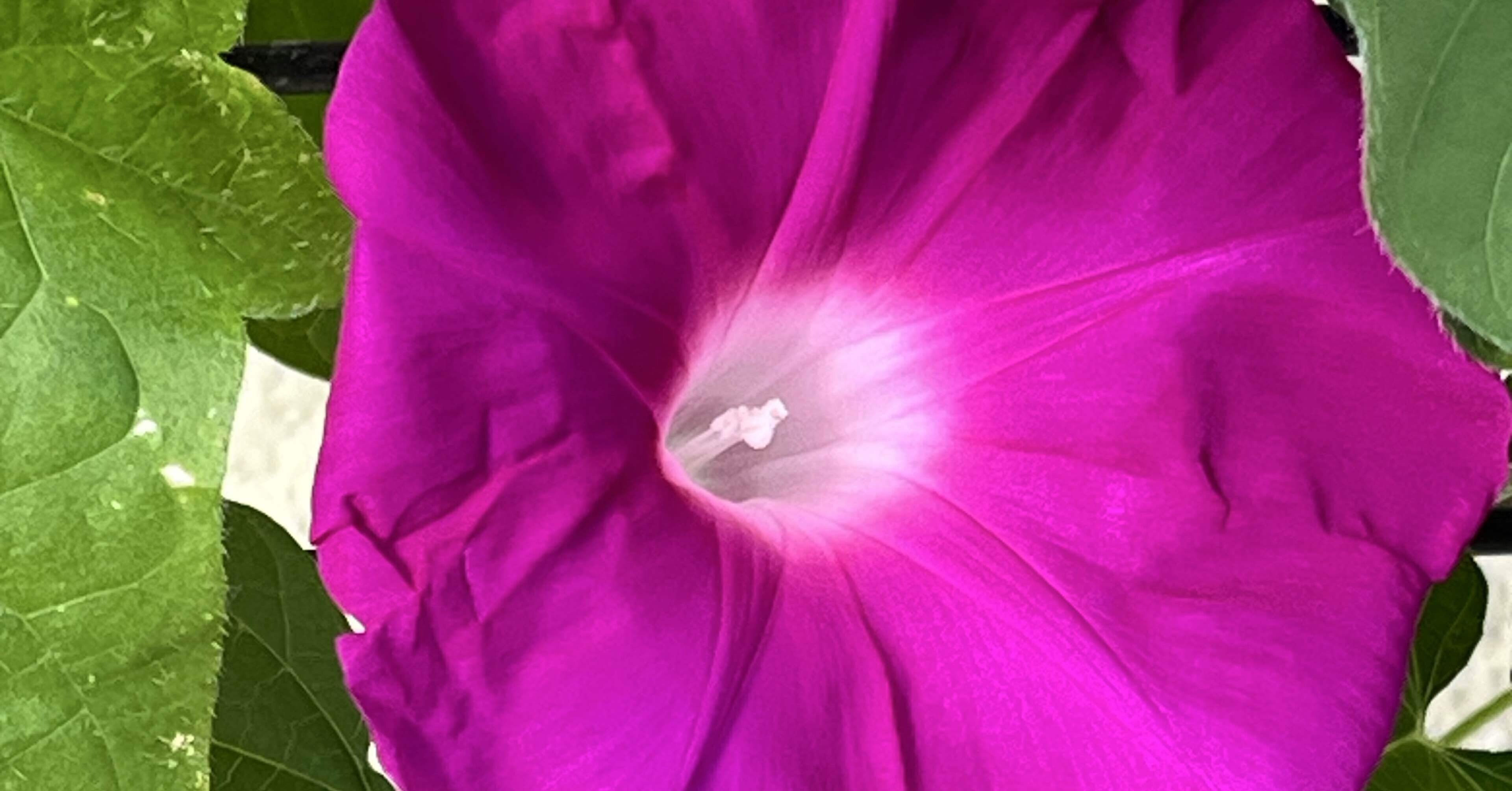 ピンクの朝顔、朝にひらく｜おーいおいどん