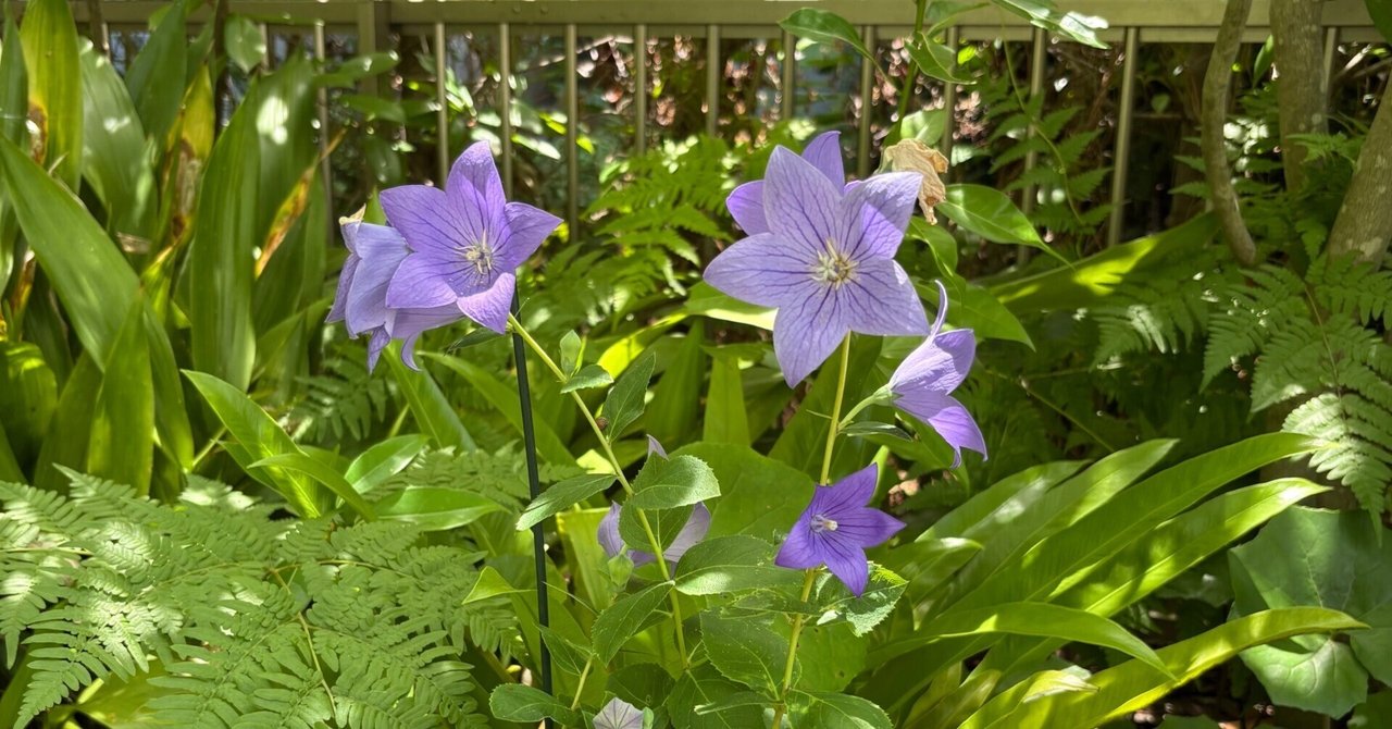 ありすけ様　　琉球*海花のたね Amazon | 彼岸花球根、リコリス球根 、生き続ける 切り花