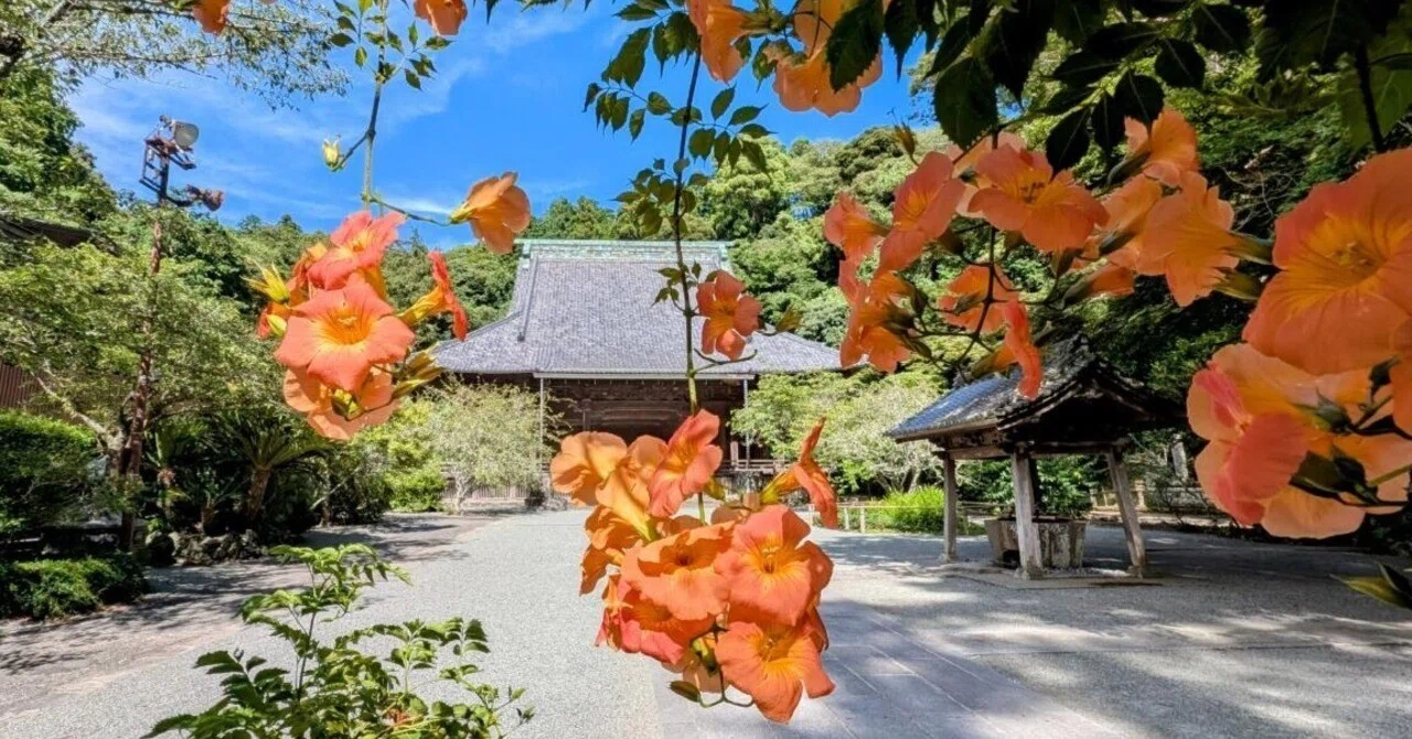 鎌倉・大町「妙本寺の凌霄花 2025」【四季折々の花、草木】〈名所編
