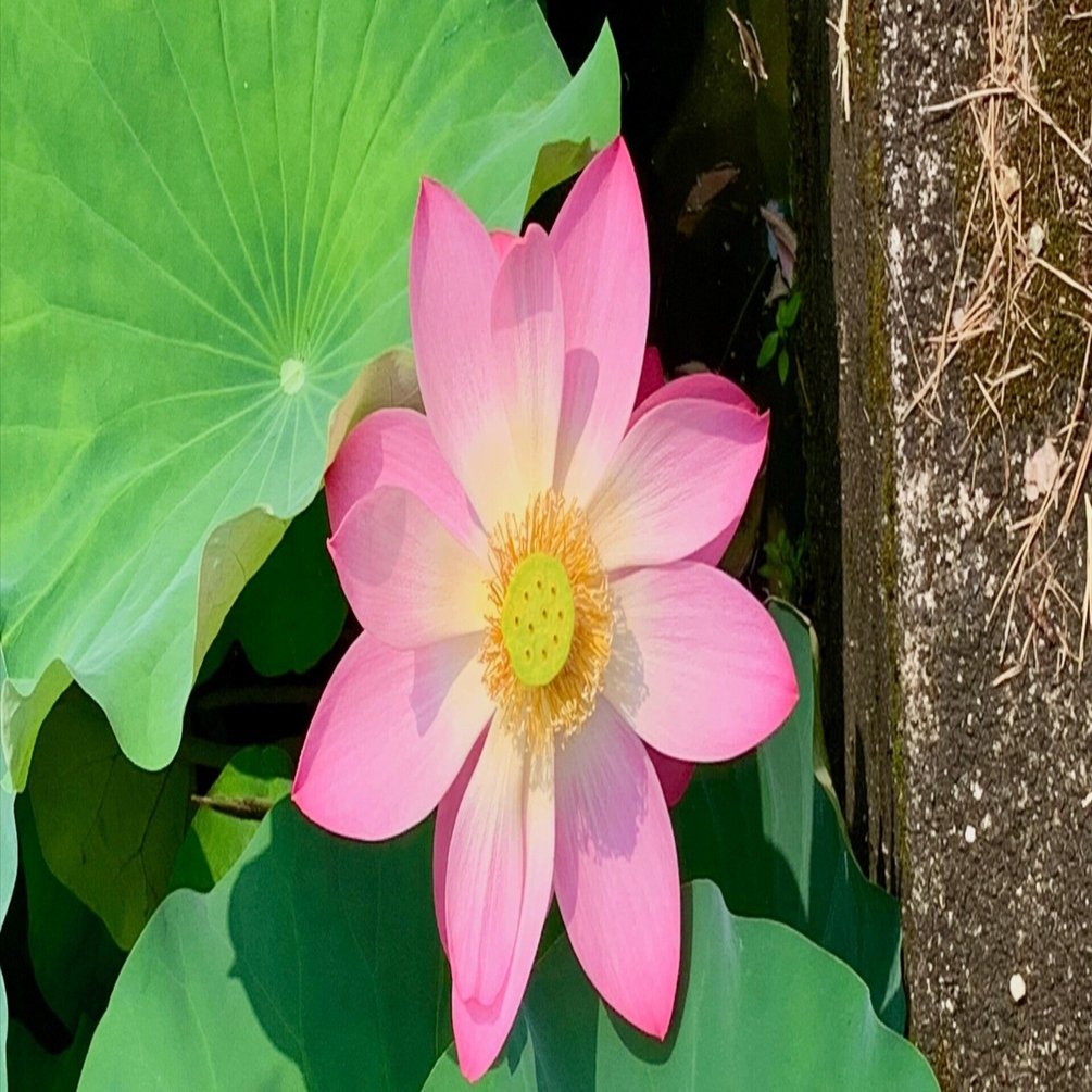 7月をふり返る（1）〜竹内栖鳳、鶴間公園の蓮など｜Almond Fish