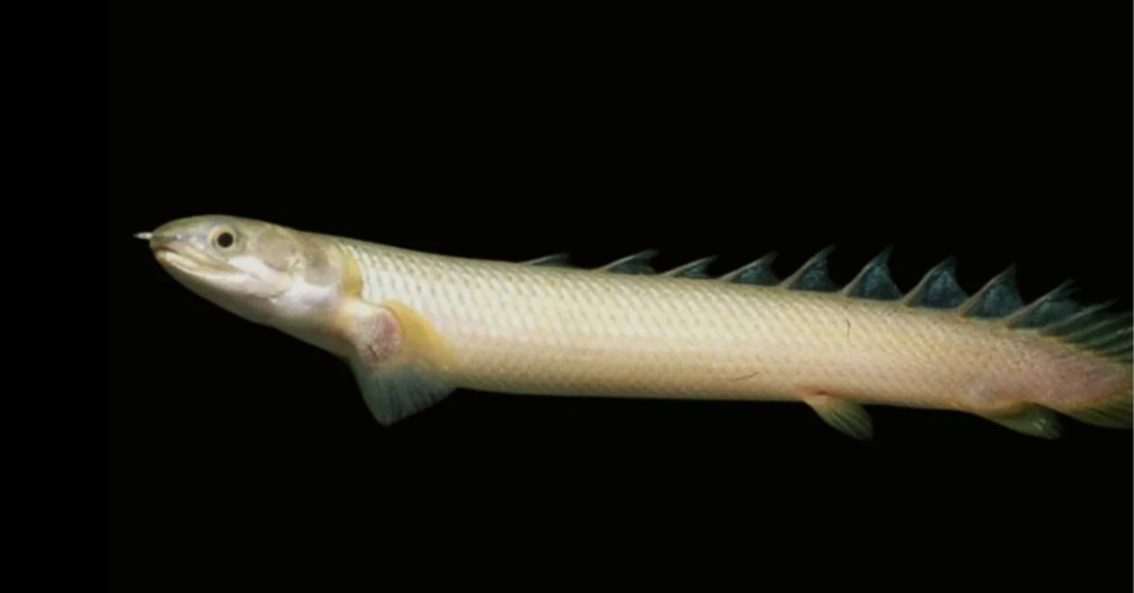 完全ガイド】4億年の時を超えた龍魚、ポリプテルス・セネガルスの 