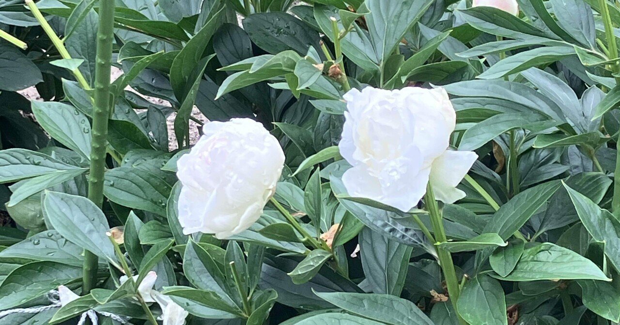 2/8：「どうせ私なんて」期｜三森みさ