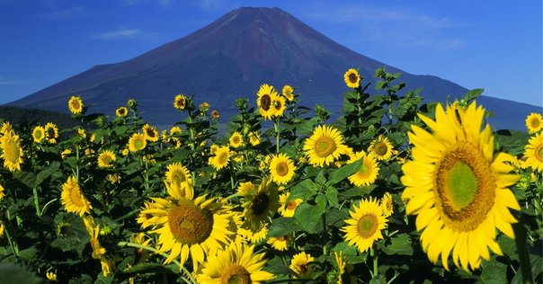 風流説法 わかりやすい法華経 法華経（ほけきょう）とは？わかりやすく内容や教えを理解する
