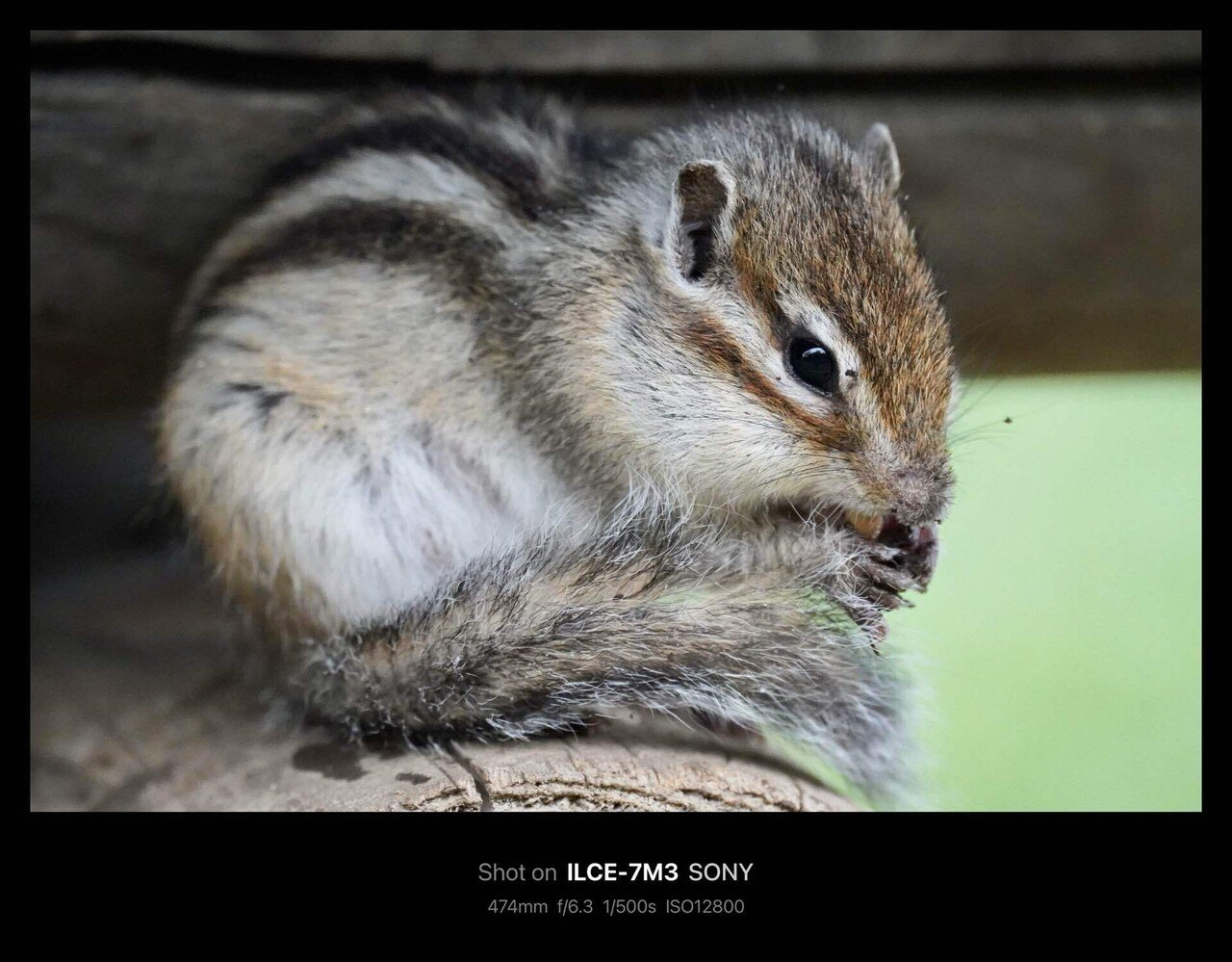 市民の森 見沼グリーンセンター りすの家 / Citizens' Forest Minuma