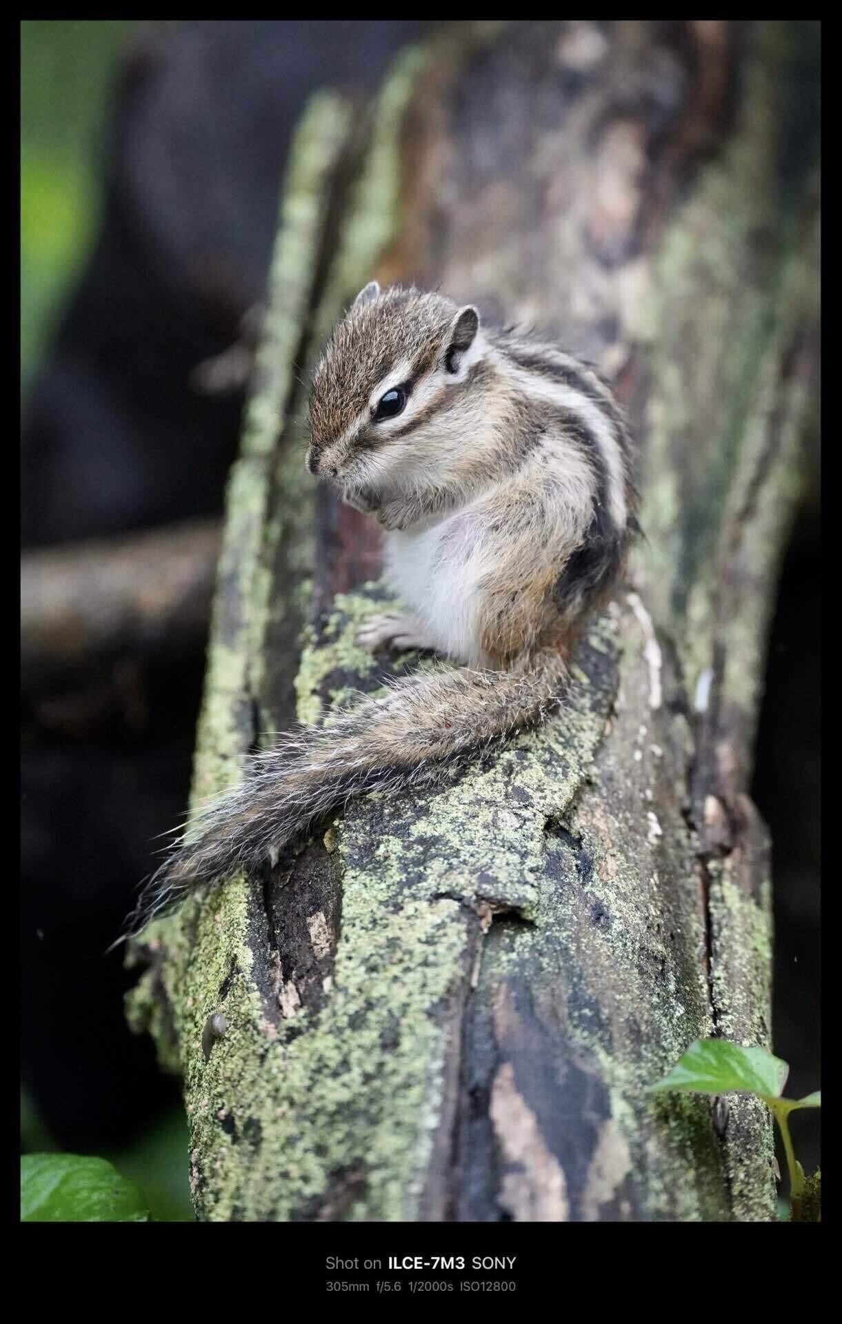 市民の森 見沼グリーンセンター りすの家 / Citizens' Forest Minuma