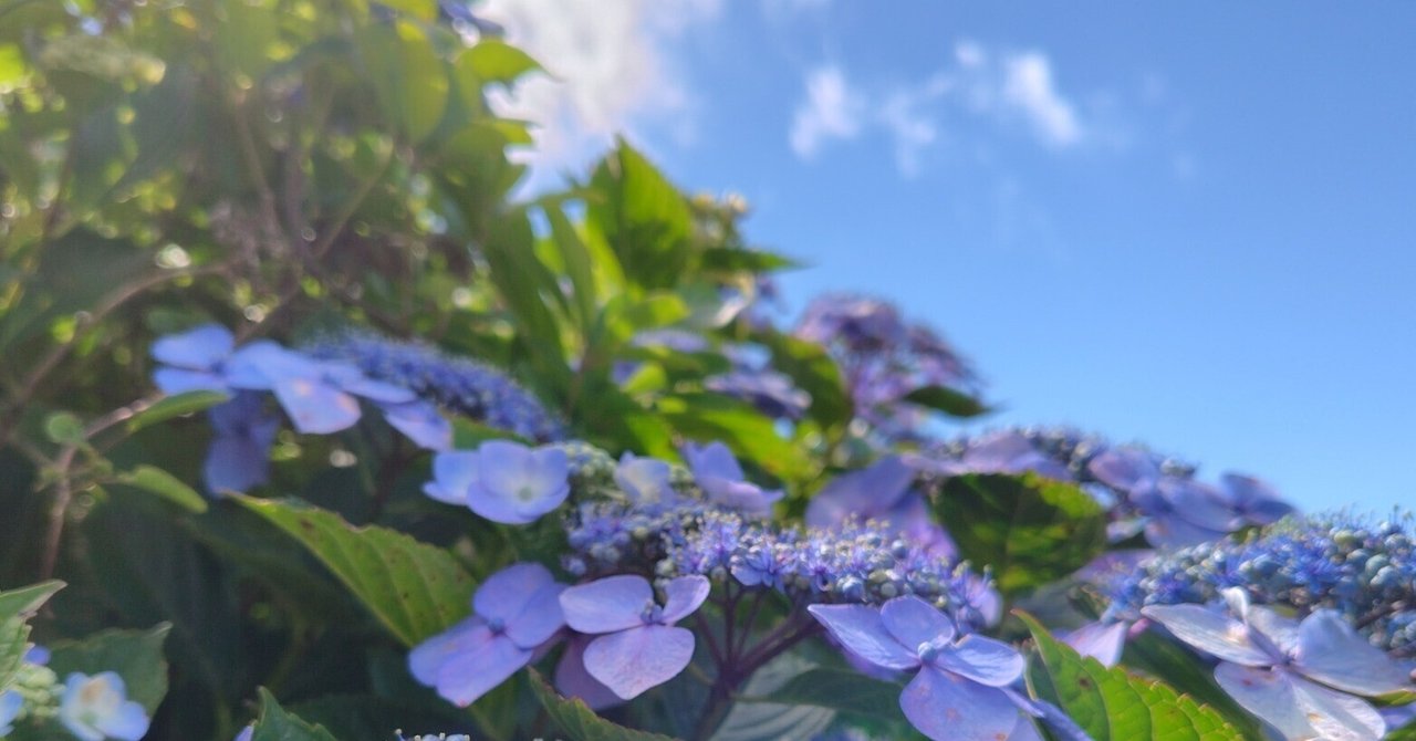 美空 限定MD 紫陽花の咲く道 紫陽花の咲く道｜ま➖