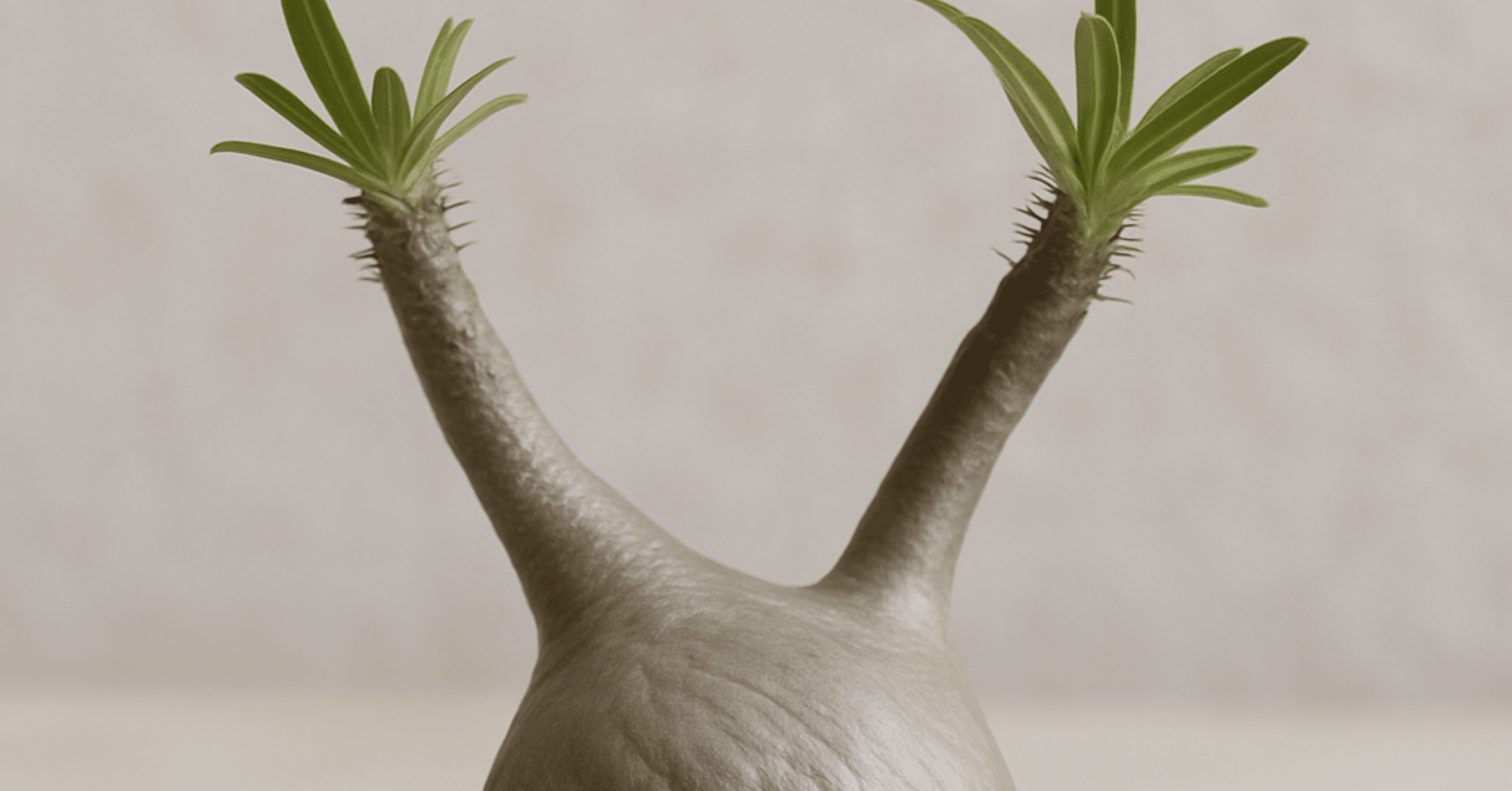 グラキリス再発根 現地球 本日限りの出品 発根済み グラキリス 現地球 グラキリス 現地球 発根済み F.I.P鉢