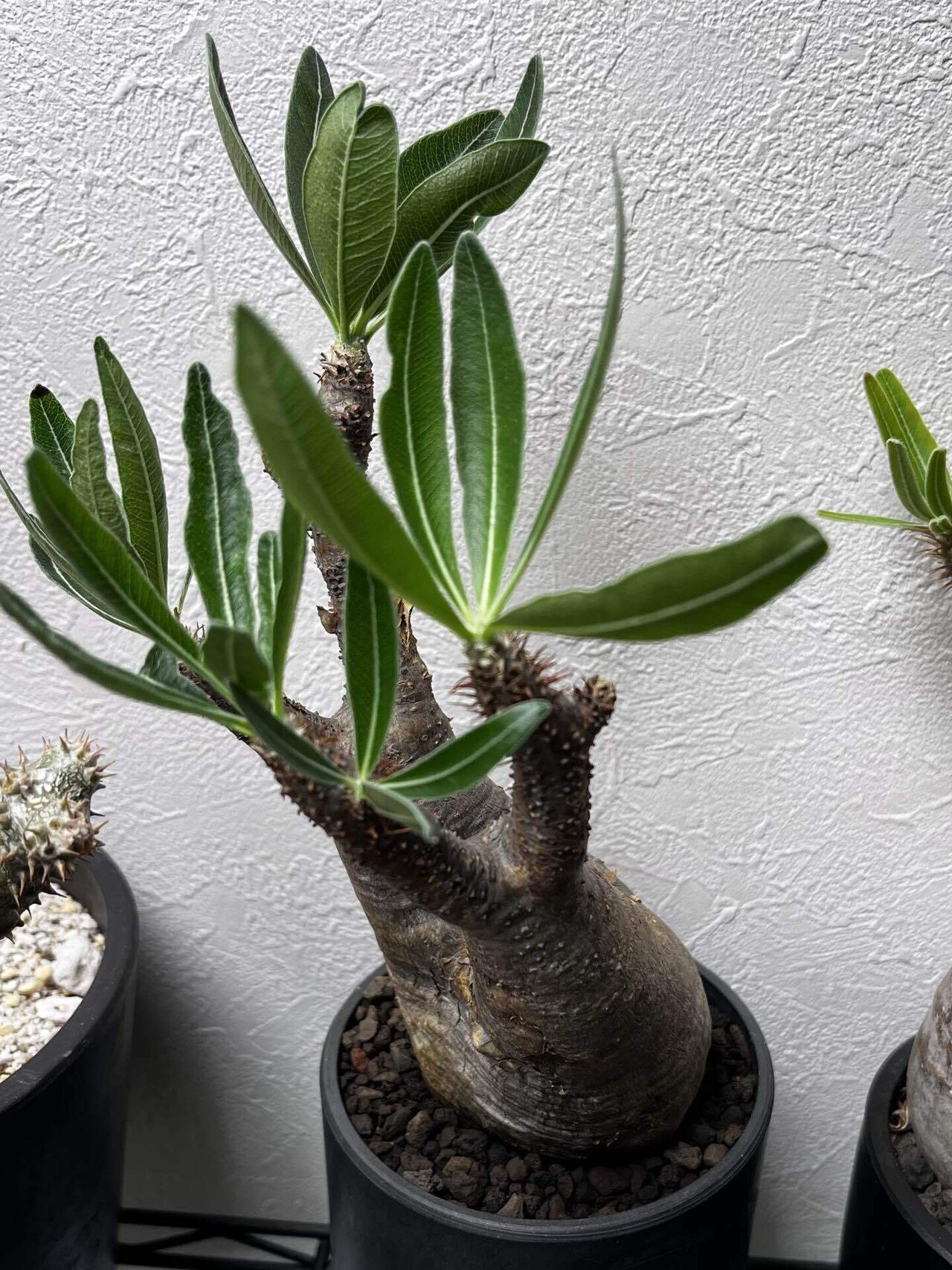 グラキリス再発根 現地球 本日限りの出品 パキポディウム グラキリス【L】現地球/発根済 PGL-12 | Laule'a