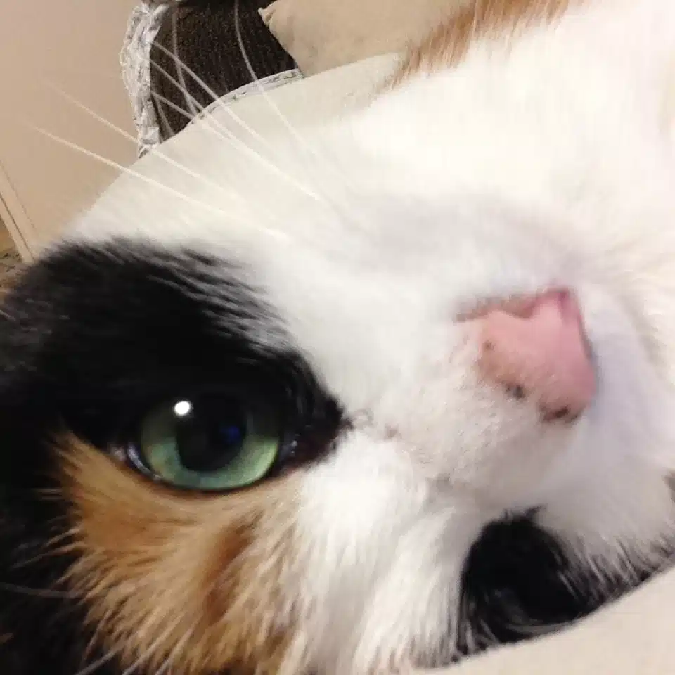 読む猫