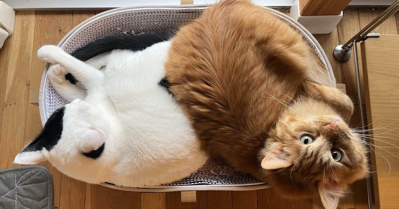 ⑤年またぎスペシャル やっぱり逸見と猫が好き台本　第二稿 ⑤年またぎスペシャル やっぱり逸見と猫が好き台本 第二稿
