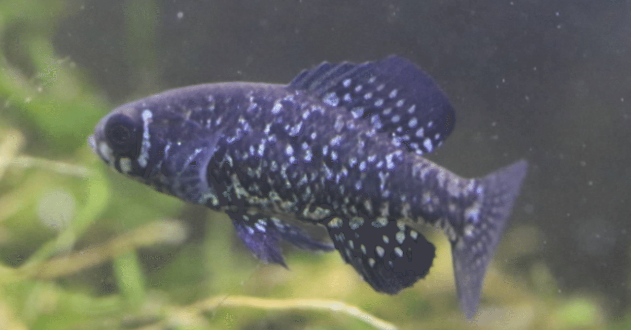 ♂2♀3】ピグミーサンフィッシュ繁殖セット エバーグラデｨ 熱帯魚 温帯