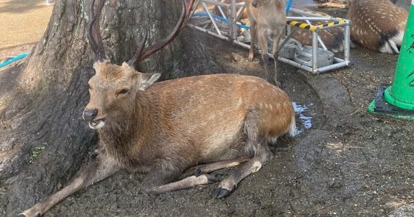 奈良公園の「鹿せんべい」販売所MAPを作りました。｜MARKO 鹿