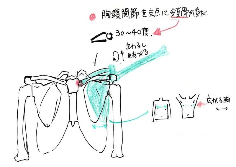 腕をあげているシンプルな絵 を描いてるとき 肩の構造に興味がわいたら つくえゆき らくがき講師 Note 腕をあげているシンプルな絵 を描いてるとき 肩の構造に興味がわいたら つくえゆき らくがき講師 Note