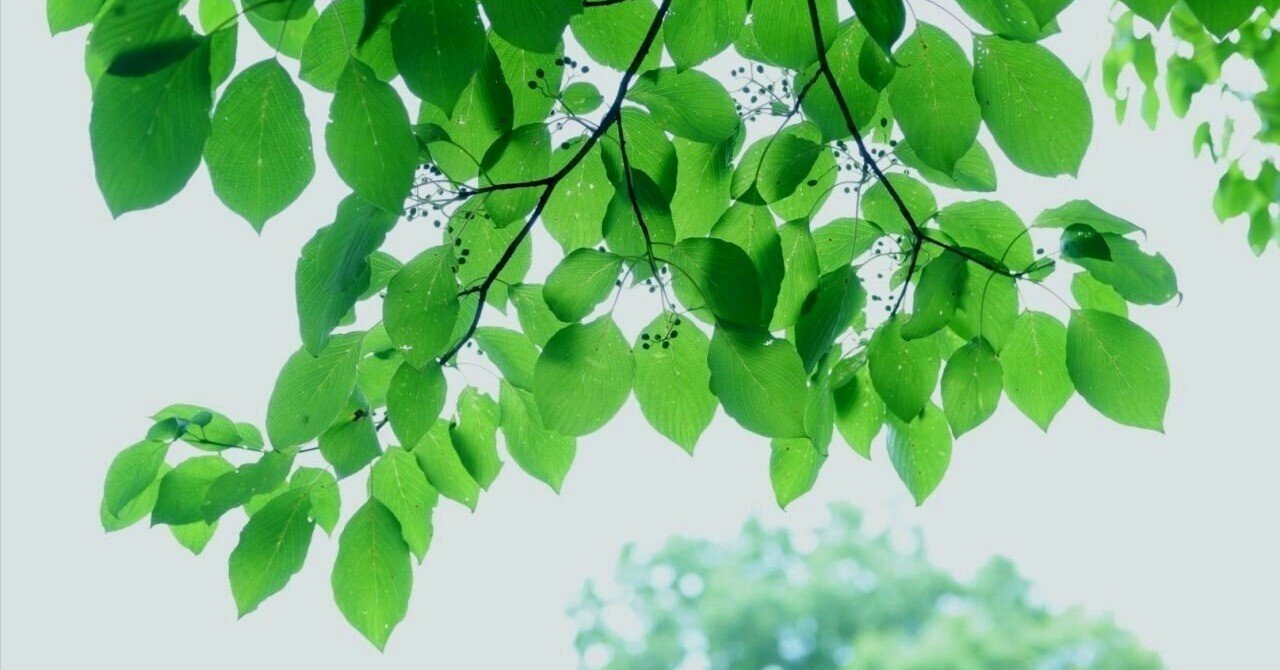 緑の葉っぱたち｜fuuka - 風香