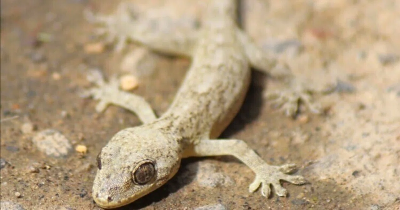 Long Note Thought Note 215 🌟 Gecko ancestors have been around for a super long ...