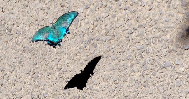 蝶、海へ還る: イチモンジセセリ渡りの謎 蝶、海へ還る: イチモンジセセリ渡りの謎