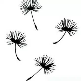 蒲公英