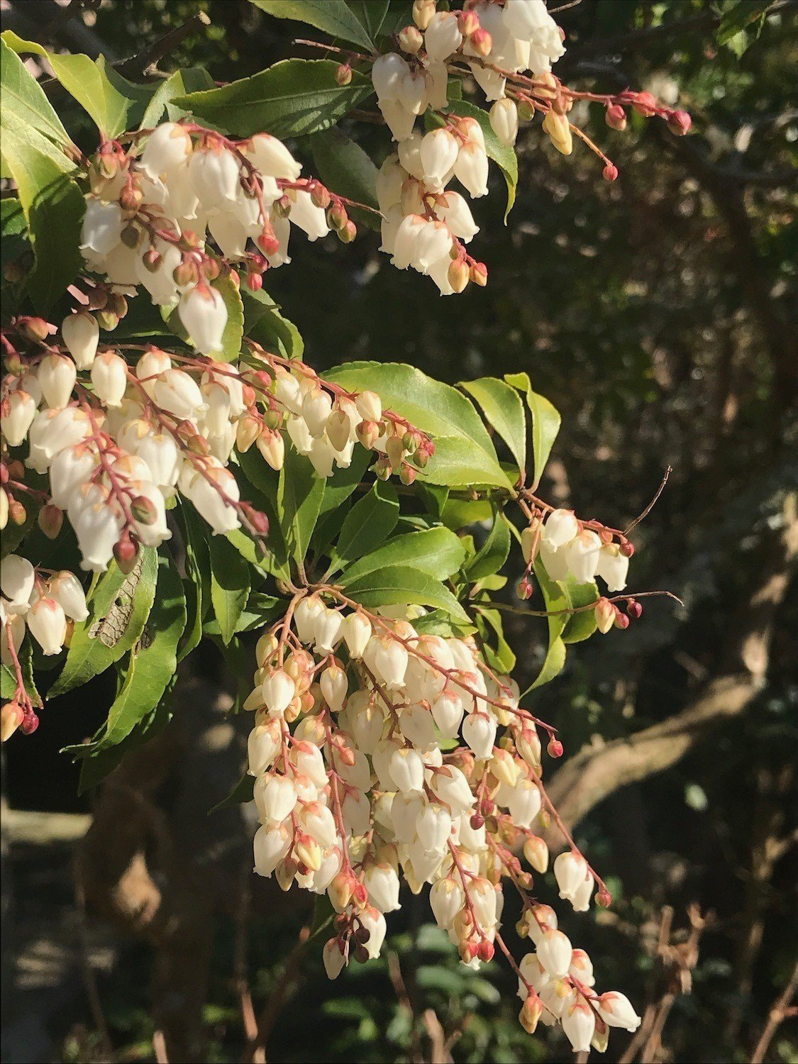 春を告げる 馬酔木 あせび Phytolc Note