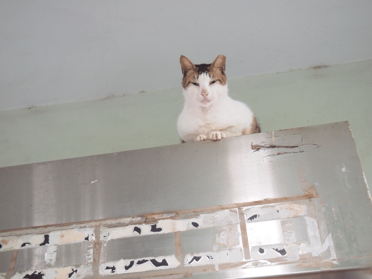 胴体が空洞の猫　昭和25年頃　珍品 円形劇場くらよしフィギュアミュージアム特別展「岩合光昭写真展