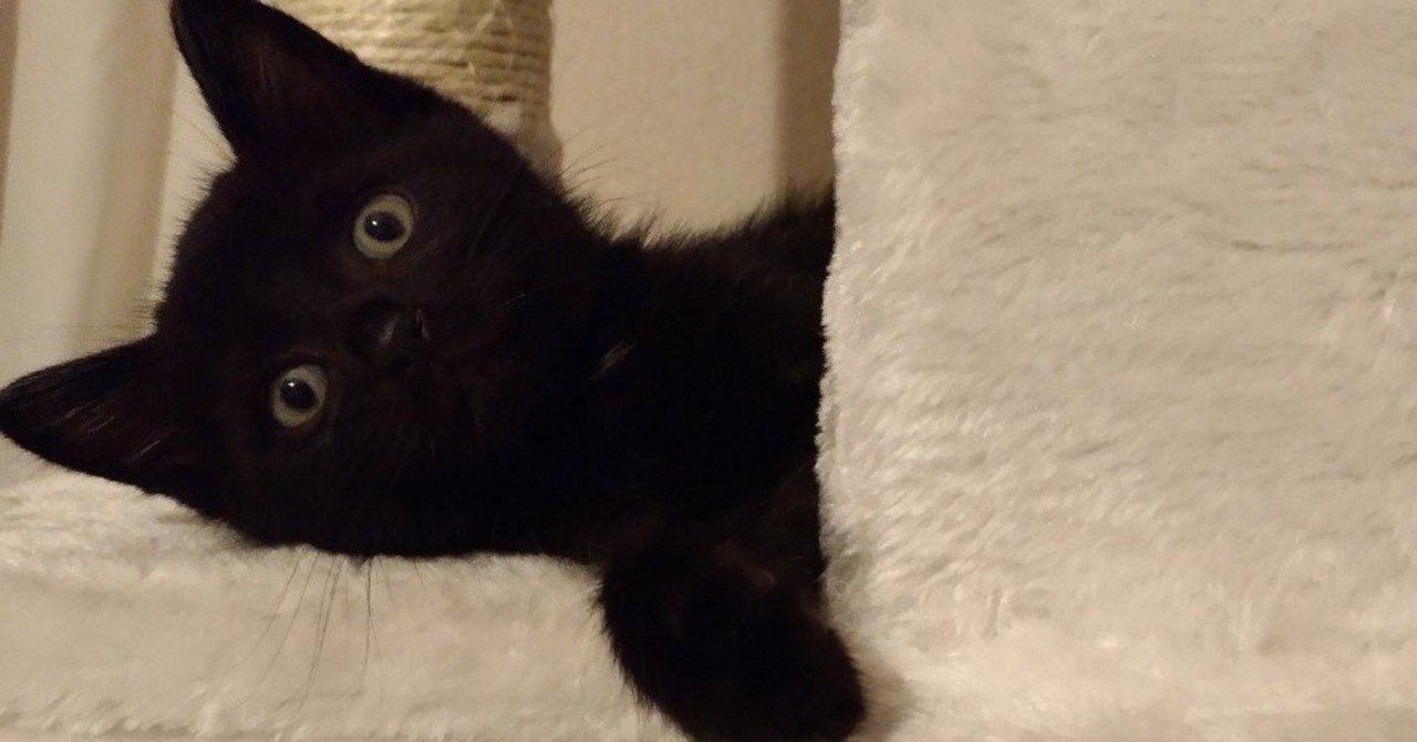 人間の薬 舐めちゃった どうなる 動物の先生 Note