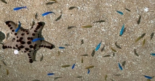 ヒトデ おまとめ ヒトデ忌避剤の良いネーミングを考えよう｜石黒抱魔