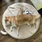 しばいぬとわたし