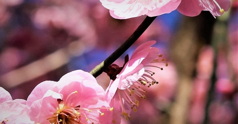 梅の花が咲いたよ。