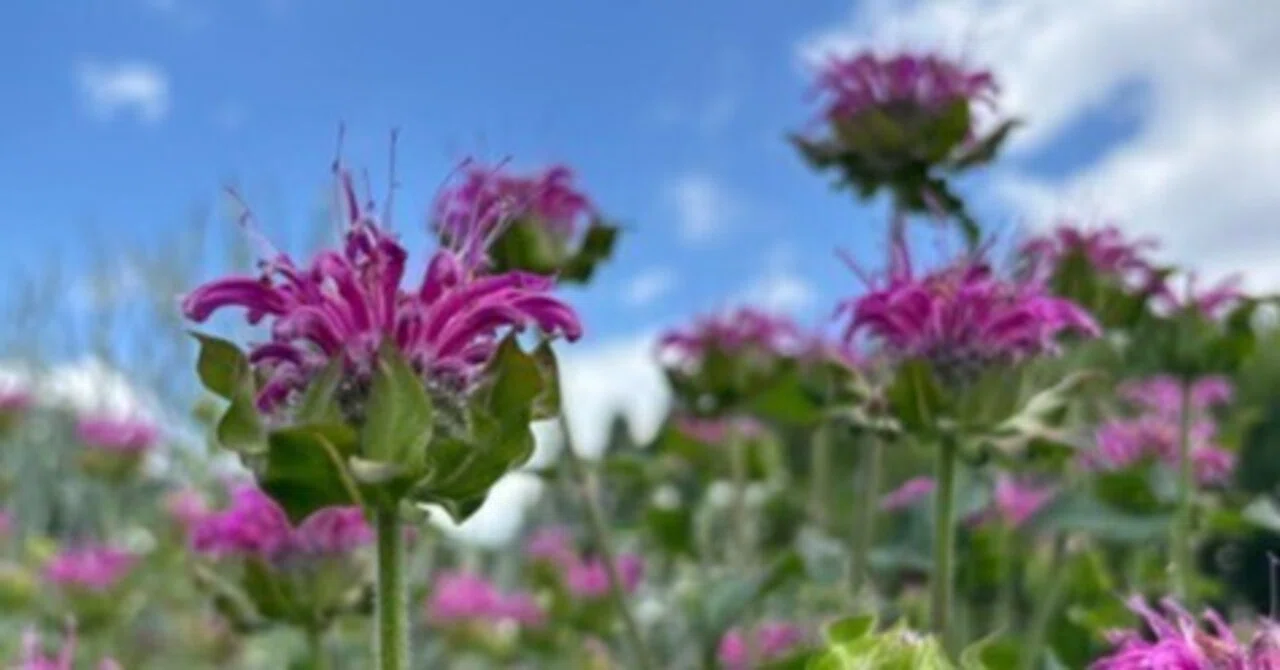 モナルダ 花 言葉