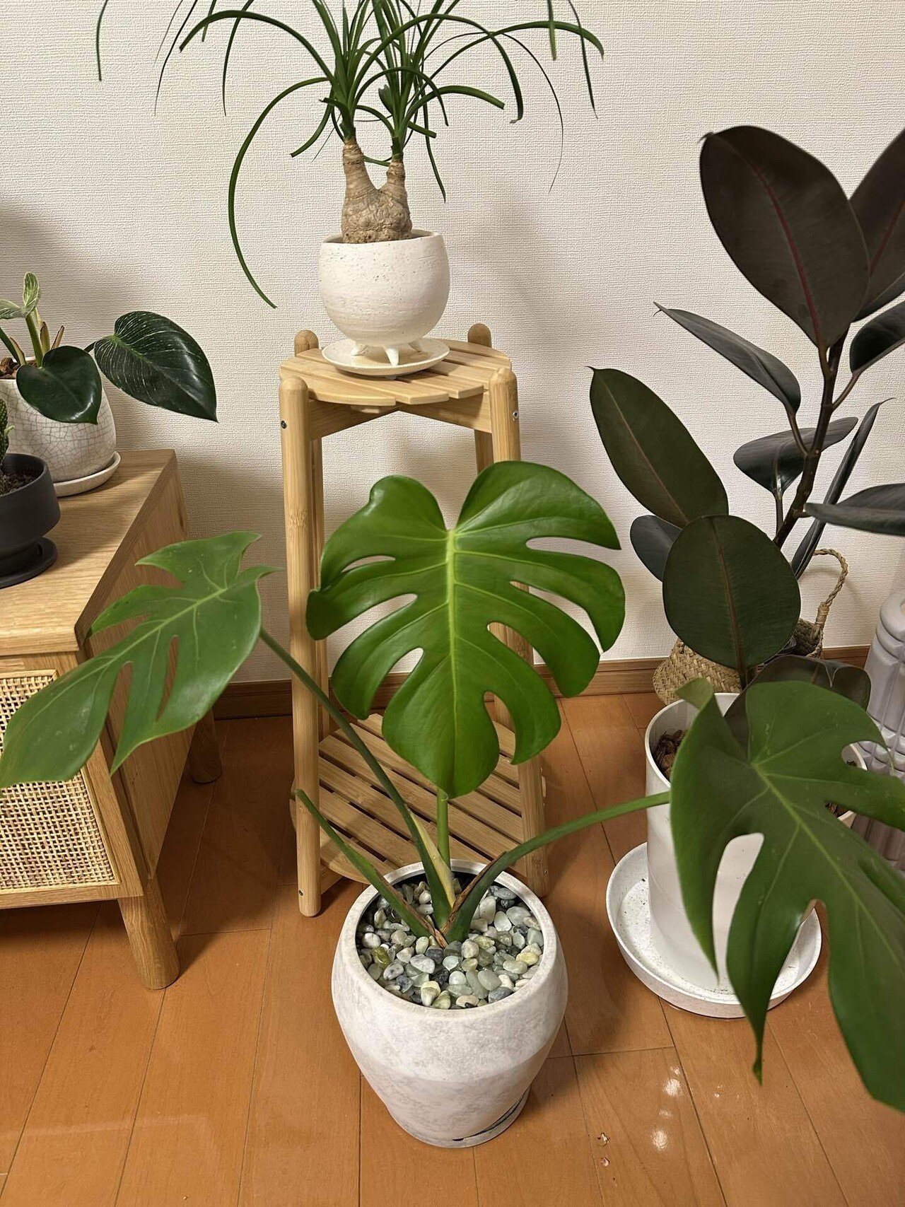 モンステラデリシオーサバルバソウル Monstera Bulbasaur 発根済み