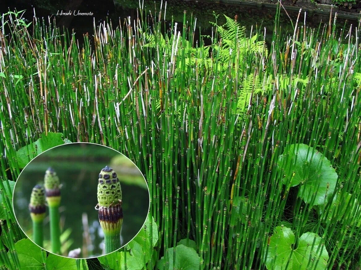 トクサ(砥草、木賊)Equisetum hyemale. 別名:歯磨草(はみがきぐさ) 英名:Field horsetail. 生薬名:木賊 ...