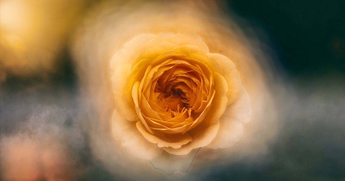 他の方発送×【薔薇】　肉質画 ✨♡ * * ♡ * ✨Have a wonderful time ✨ * * 🌱 Roses