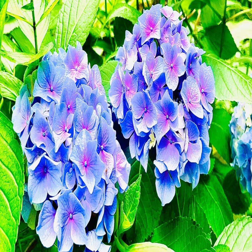 紫陽花｜うみ 葉野子